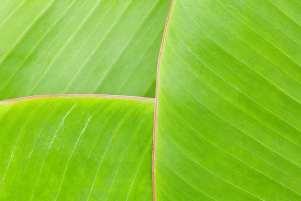 Bananenblatt — Stockfoto