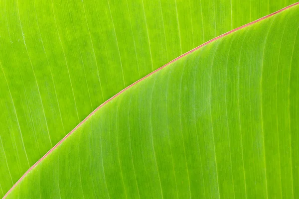 Bananenblatt — Stockfoto