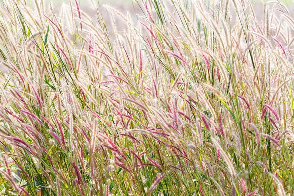 Fountain grass — Stock Photo, Image