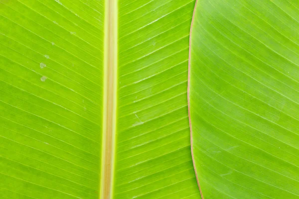 Bananenblatt — Stockfoto