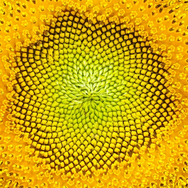 Sunflower — Stock Photo, Image