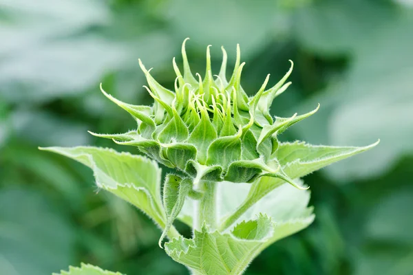 Sunflower — Stock Photo, Image