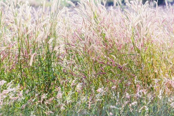 Fontän gräs — Stockfoto