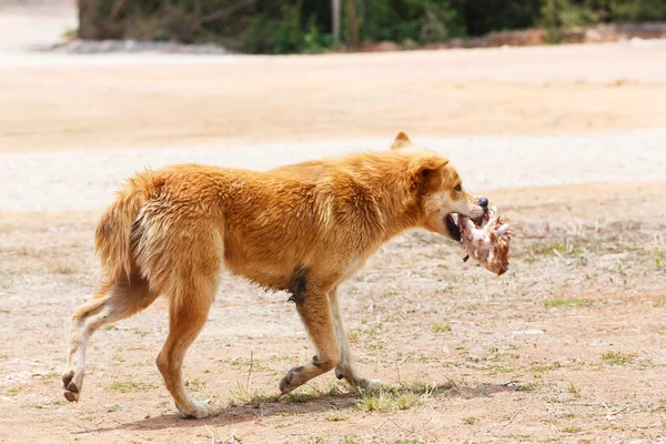 Stray dog — Stock Photo, Image