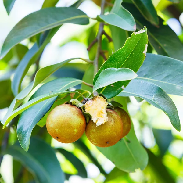 Diospyros collinsiae craib — Stock fotografie