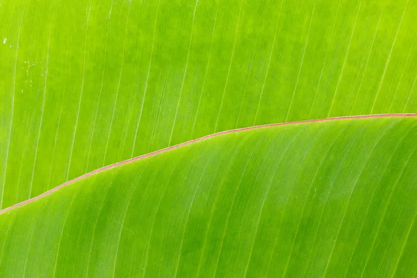 Foglia di banana — Foto Stock