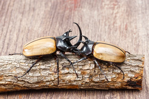 Yellow five horned beetle — Stock Photo, Image