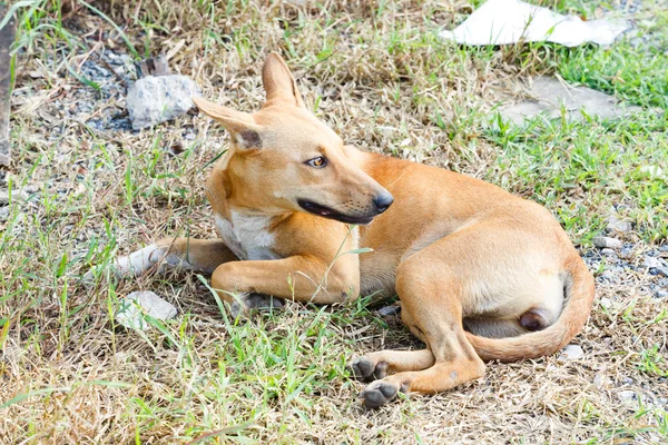 Stray dog — Stock Photo, Image