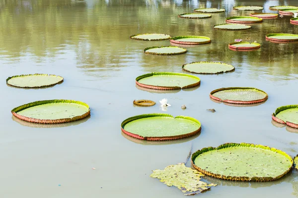 Victoria water lily — Stockfoto