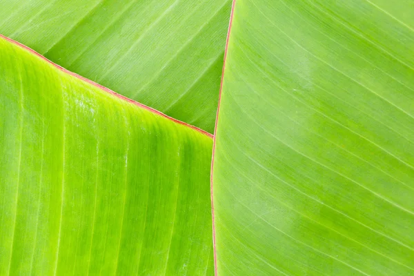 Bananenblatt — Stockfoto