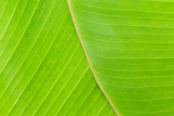 Bananenblatt — Stockfoto