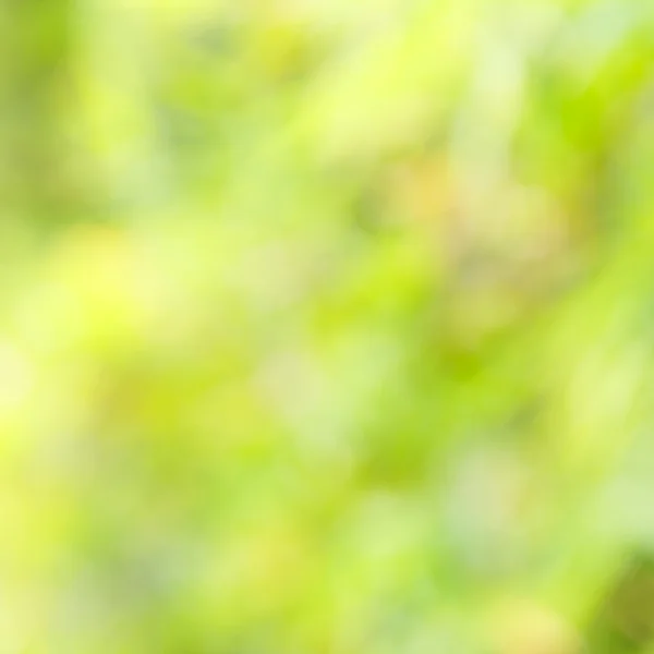 Grüner verschwommener Hintergrund — Stockfoto