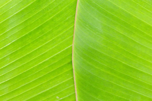 Bananenblatt — Stockfoto