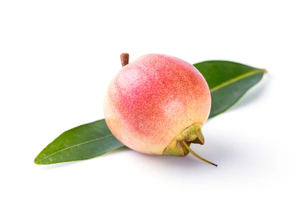 Syzygium jambos pomme rose — Photo