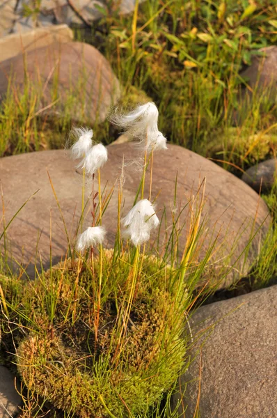 Cottongrass is a plant of Taimyr. — Stock Photo, Image