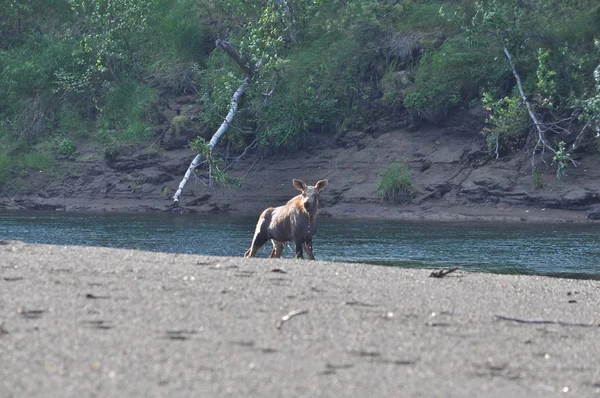 Jonge moose op de rivier Bank. — Stockfoto