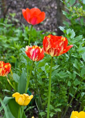 Lale. Bahar çiçekleri.