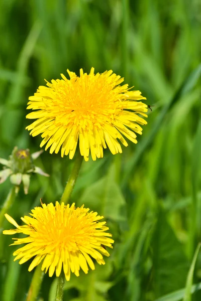 Löwenzahn auf der grünen Wiese. — Stockfoto