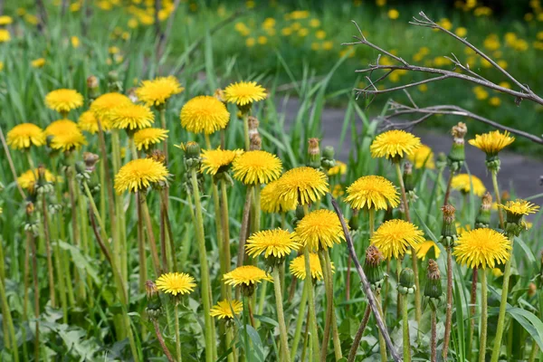 Blooming dandelions  on a green meadow. — Stock Photo, Image