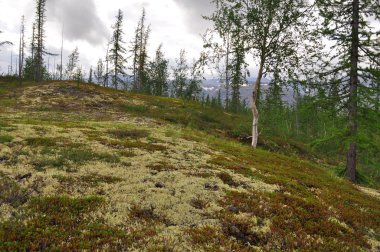 Taiga Dağı Taimyr.. 