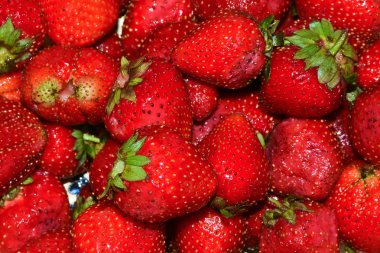 Olgun kırmızı çilekler.