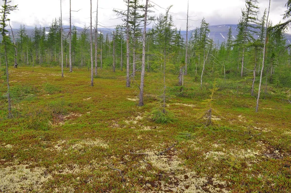 Fjälltaiga Taimyr. — Stockfoto