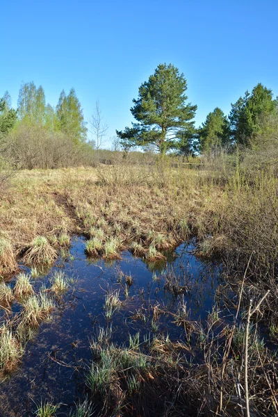 Frühling im Nationalpark "ryazan meschera". — Stockfoto