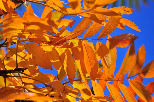 Heldere herfstbladeren tegen de blauwe hemel. — Stockfoto