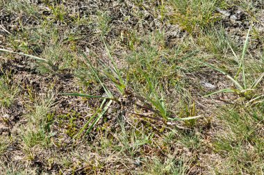 Fotoğraf orman toprak.