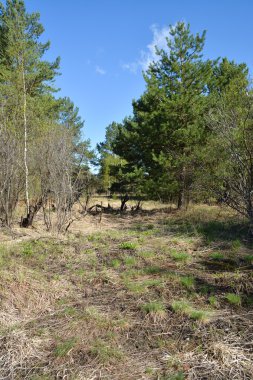 Bahar orman manzarası . 