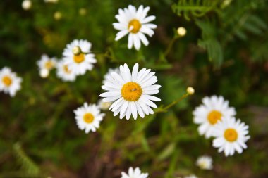 Beyaz papatya çiçekleri.