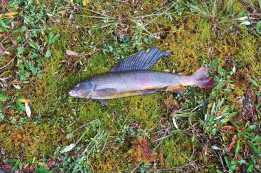 Sibirya grayling Moss yalan.