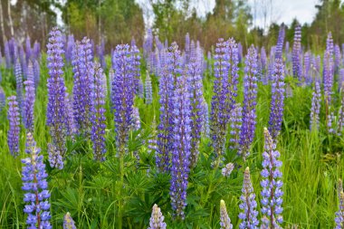 mavi kurt çiçekler. 