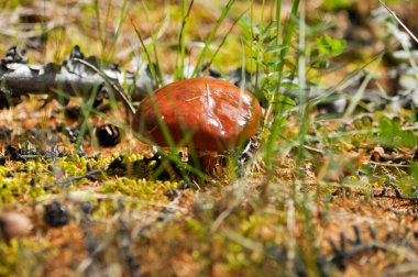 Orman mantar, boletus.