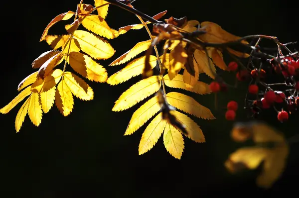 Dedaunan musim gugur yang cerah. — Stok Foto