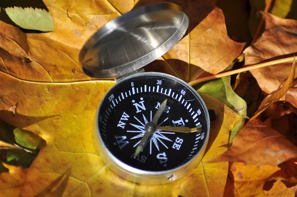 Kompas wśród liści jesienią. — Zdjęcie stockowe