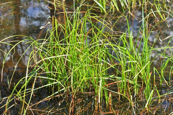 Das Gras im Wasser. — Stockfoto