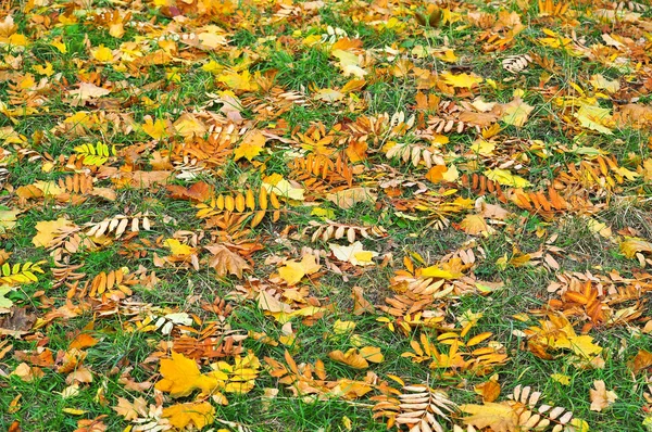Abstrakt bakgrund av fallna löv. — Stockfoto