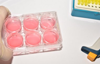 Laboratuvar araştırma hücre teknolojileri.