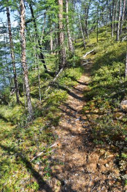 Göl kıyısında hayvan iz.