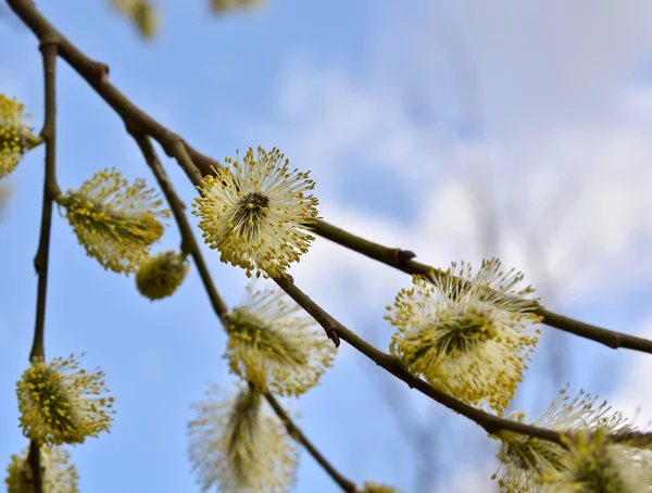 Frühling, blühende Weiden. — Stockfoto