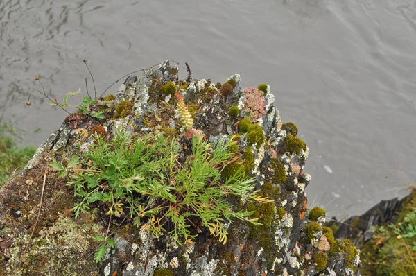 Saxifrage. gles vegetation av yakutia. — Stockfoto