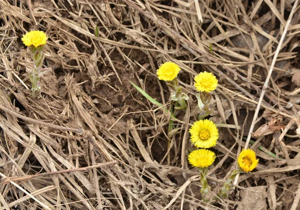 Coltsfoot - первые цветы весны . — стоковое фото