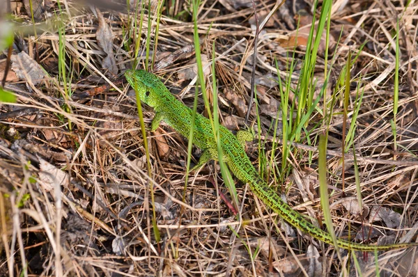 Smaragdová ještěrka na suché trávy. — Stock fotografie