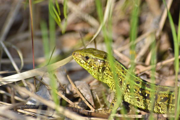 Head lizards among the grass. — Stock Photo, Image