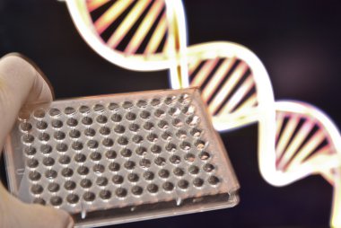 Dna genetik laboratuvarlarda test. 