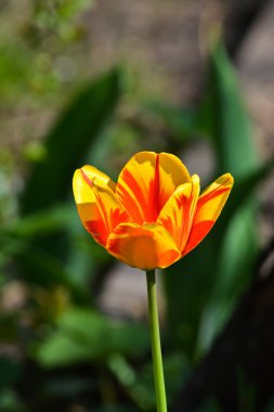 Mayıs ayında lale Bahçe.