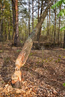 Ahşap, kunduzlar terk. 