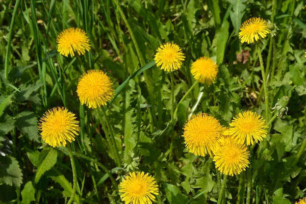 Denti di leone nel prato. — Foto Stock