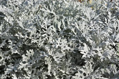 Süs bitkileri arka plan. 